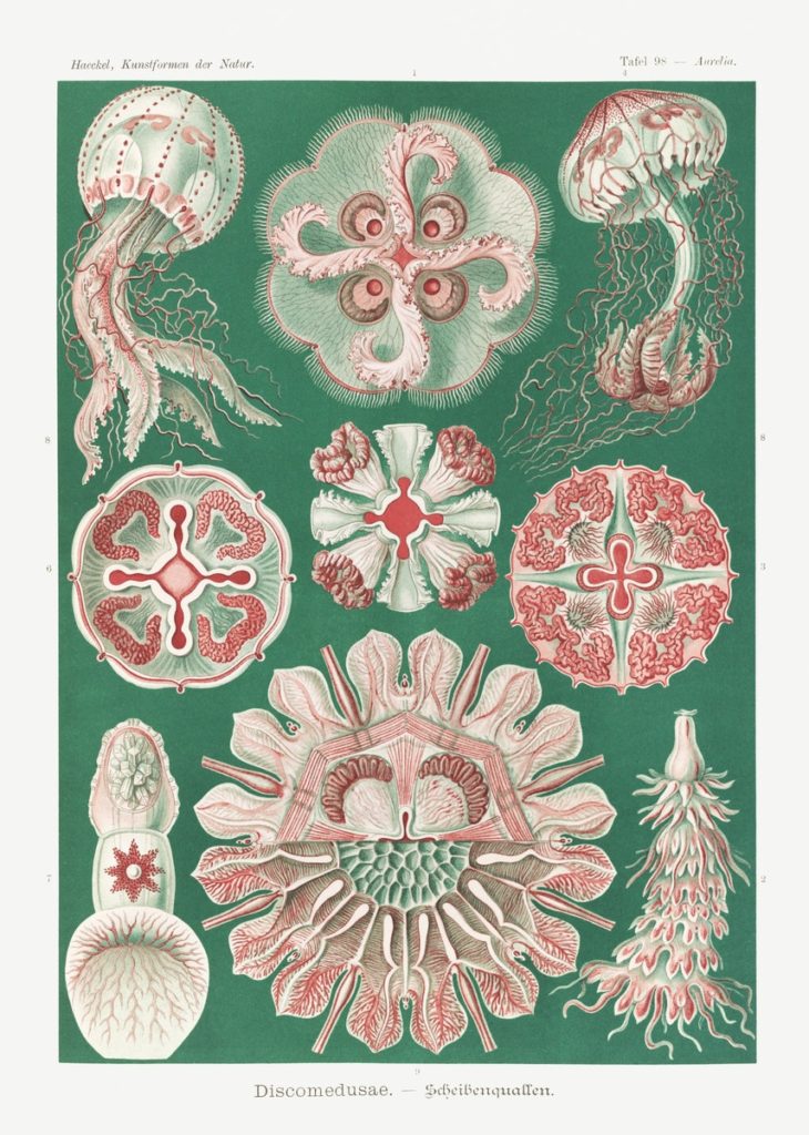 A public domain image found via RawPixel, from illustrator and marine biologist Ernst Haeckel (1843-1919). Assorted angles of jellyfish. Top websites for image searching.